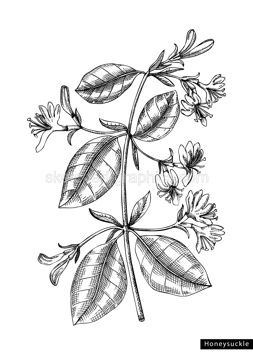 Honeysuckle flower sketch in engraved style. Floral branch with buds and leaves. Black contoured floral elements. Botanical vector illustration of spring garden plant isolated on white background Illustration